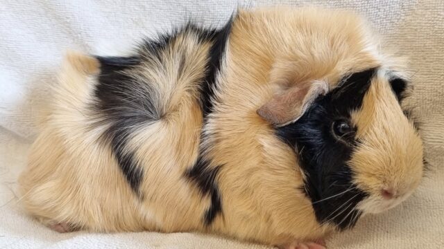 FB_IMG_1754574126330