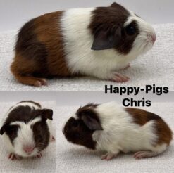 Happy-Pigs Chris