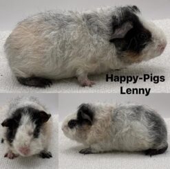 Happy-Pigs Lenny