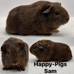Happy-Pigs Sam