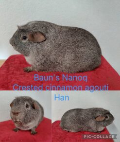 Baun's Nanoq