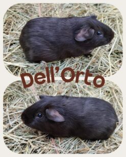 ? Dell'Orto