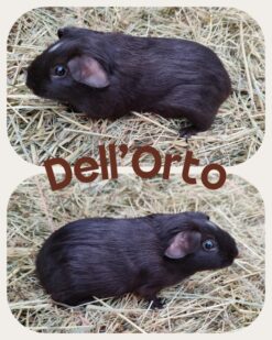 ? Dell'Orto