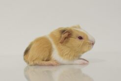 Cavy Tux'N Style's Huckleberry finn