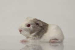 Cavy Tux’N Style’s Silver Boy