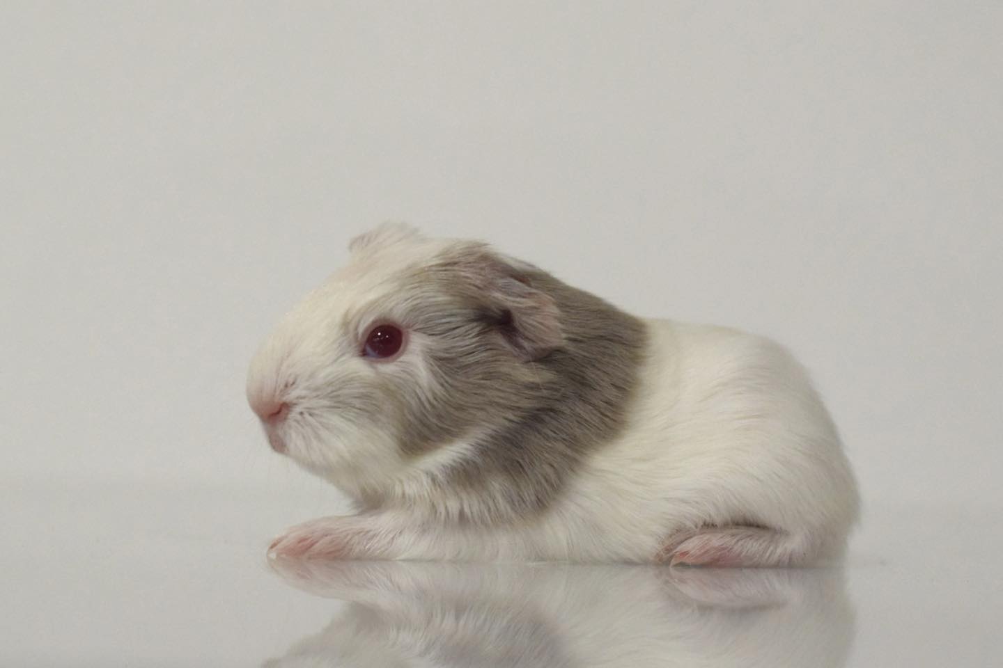 Cavy Tux’N Style’s Silver Boy