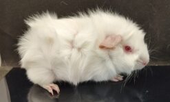 Crystalline Ridgecraft