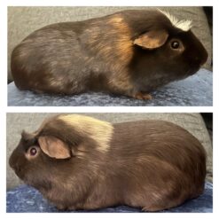 Malavia’s Klejne og Joakim von Fredslund