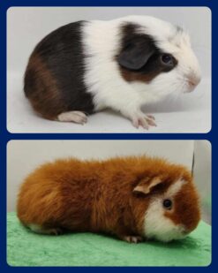 Croco og Bellevics A Million Bucks