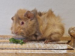 Caramel Chew Chew A.by Saga