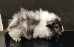 Elena Obena Ridgecraft