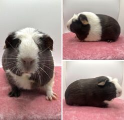 Hallelyst’s Plumette