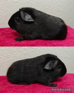 Møllenbergs Thorn Whip