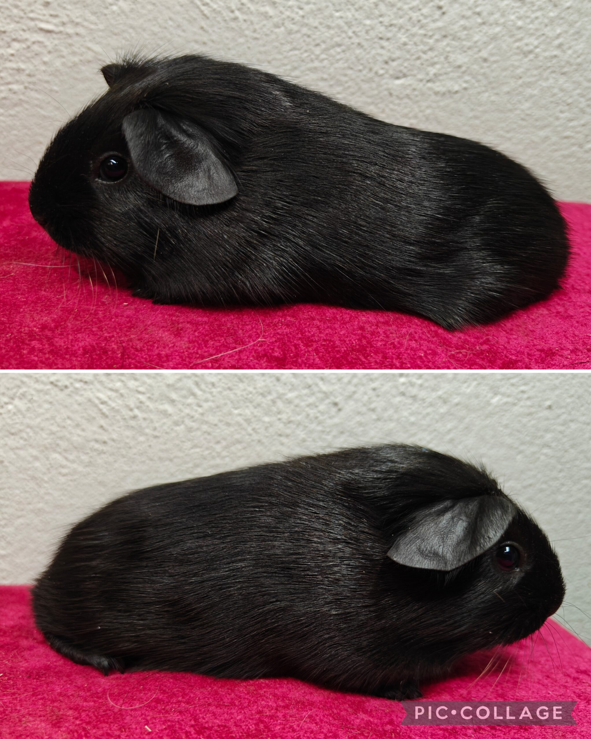 Møllenbergs Thunderwave