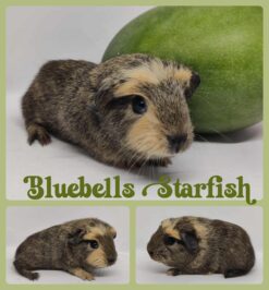 Bluebells Starfish