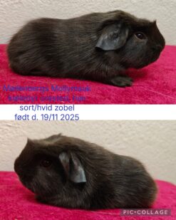 Møllenbergs Mollymauk