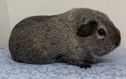 Thofthøjs Candy Crush