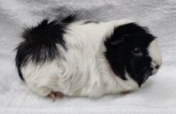 Gammel Dansk Afrodite