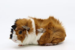 Espeon von Kleintieren (kastrat)