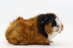 Alternative view of Espeon von Kleintieren (kastrat)