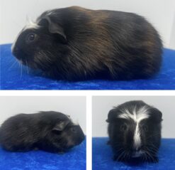 Malavia's Remus Lupus