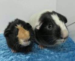 Alternative view of Yavin og Asger